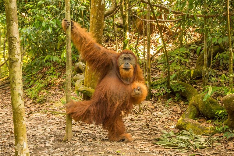 Schätze Indonesiens ©Jozef Duro /istock